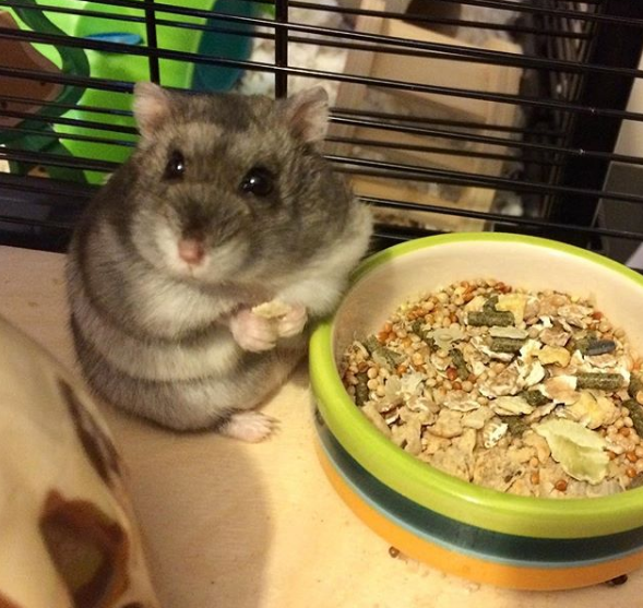 Hamster Chinês