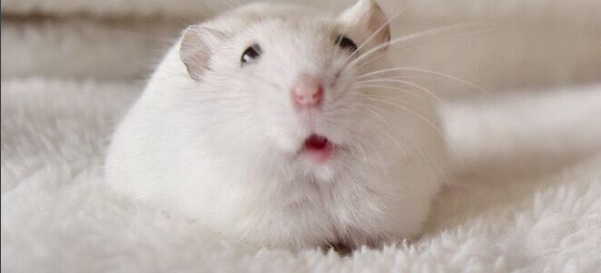 Hamster Anão Russo Winter-White